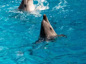 Things to Do in Destin