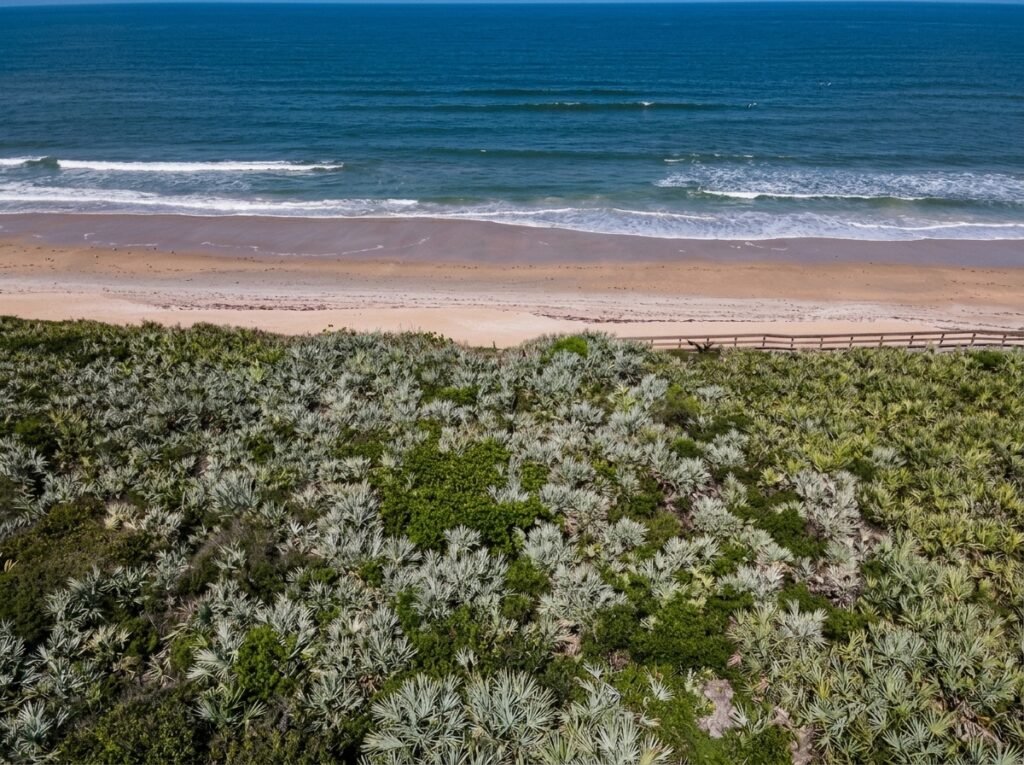 Undeveloped beach coastline with birds along the shore in Florida