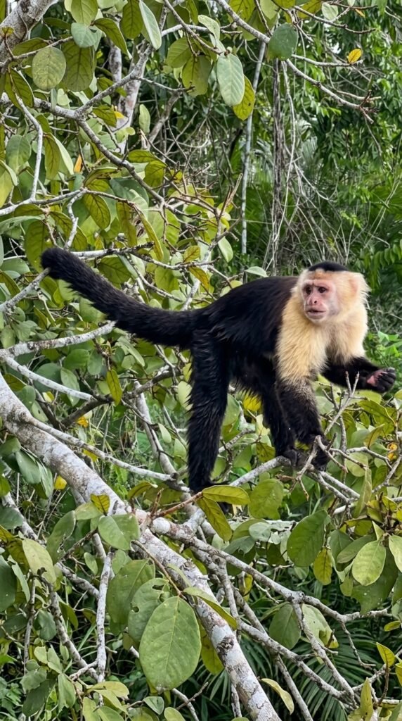 Wild capuchin monkeys approaching a small wooden tour boat on Gatun Lake in the Panama Canal watershed